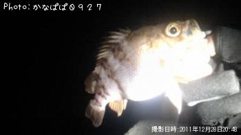 メバル