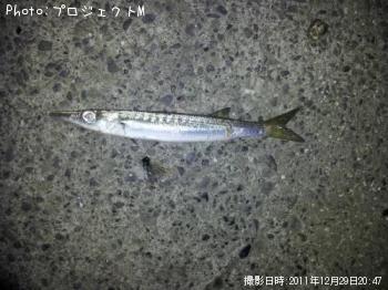 カマス