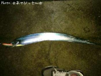 太刀魚
