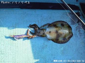 アオリイカ