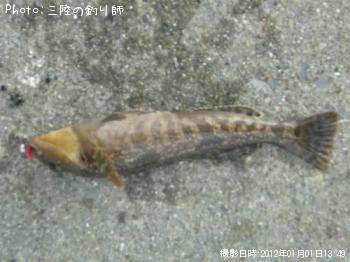 アイナメ