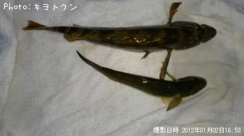 アイナメとハゼ