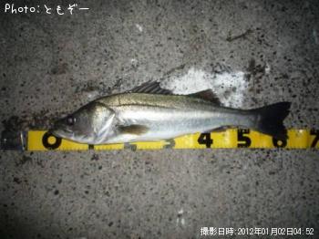 シーバス