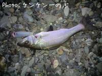セイゴ