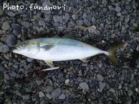饵
