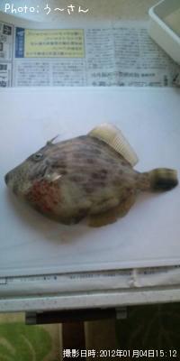 カワハギ
