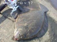 クロガレイ