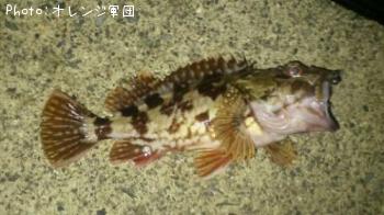 カサゴ