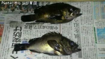 メバル