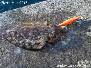コウイカ