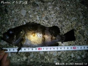 メバル