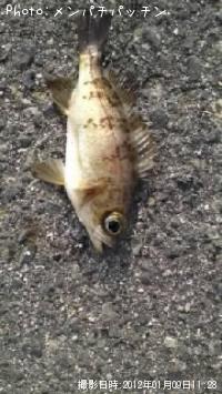 メバル