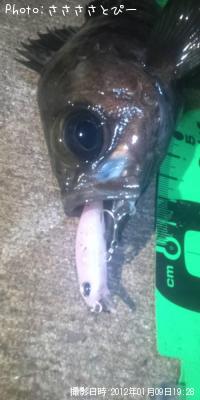 メバル