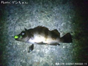 メバル