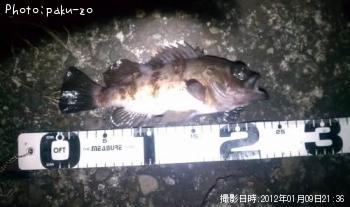 メバル