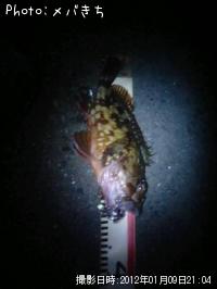カサゴ