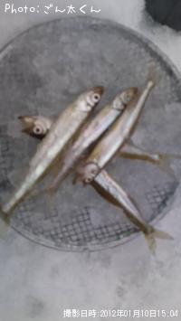 ワカサギ