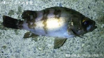 メバル