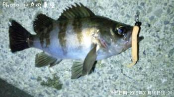 メバル