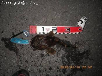ケムシカジカ