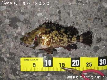 メバル