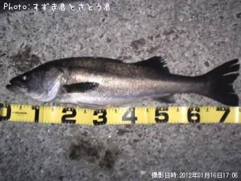 シーバス