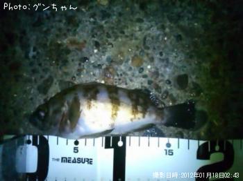 メバル
