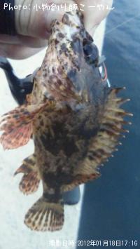 タケノコメバル
