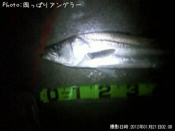 シーバス