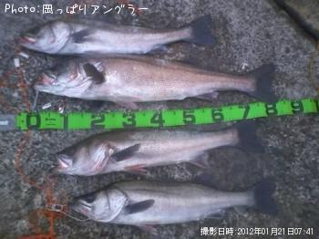 シーバス