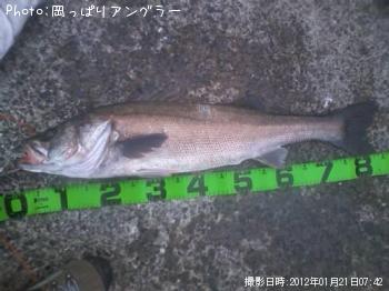 シーバス