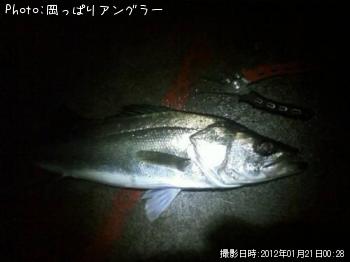 シーバス