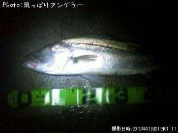 シーバス