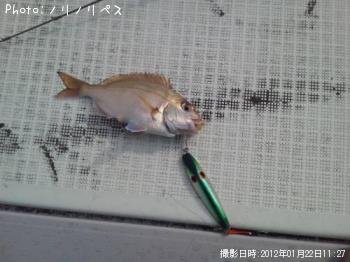 マダイ