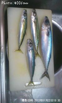 鯖＆室鯵