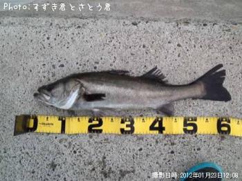 シーバス