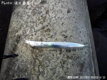タチウオ