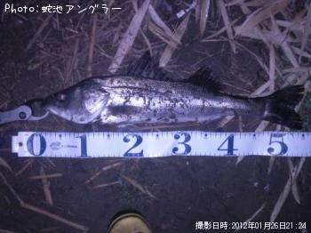 シーバス