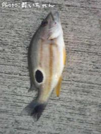 チヌ釣りが�