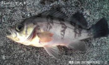 メバル君