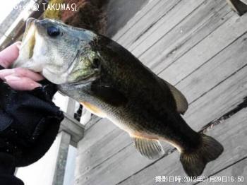 ブラックバス