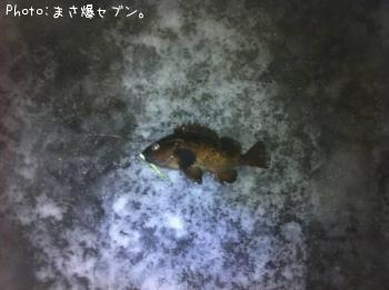 エゾメバル