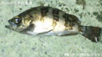 癒しメバル