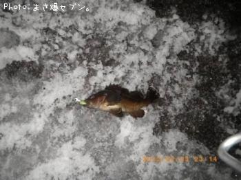 エゾメバル