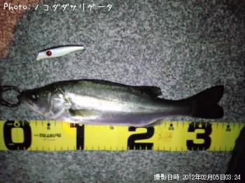 シーバス