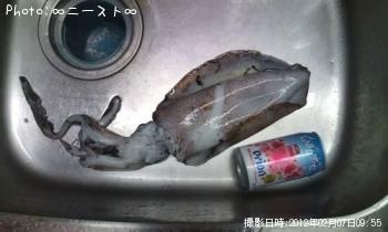 アオリイカ