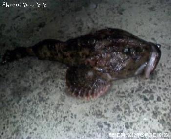 カツカ