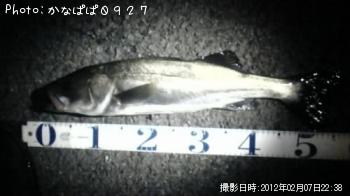シーバス