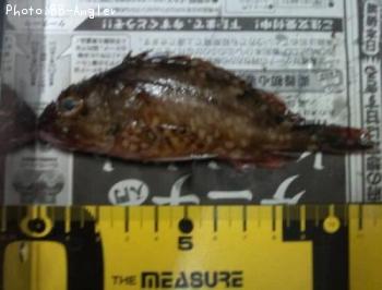 カサゴ