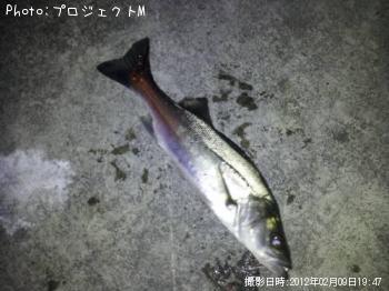 シーバス